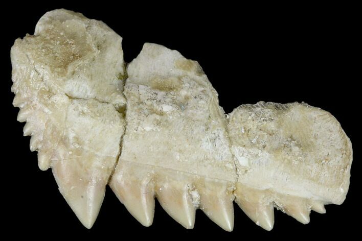 Fossil Cow Shark (Hexanchus) Tooth - Morocco #115826